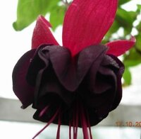 Rohee_ New_Millenium.jpg