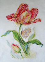 Тюльпан.jpg