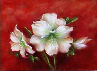 PTP amaryllis.JPG