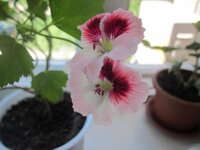 Изображение 1131.jpg