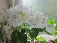 Изображение 1179.jpg