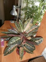 Изображение 007р.jpg