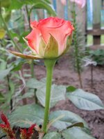 форум розы 7.jpg