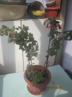 Изображение 288.jpg