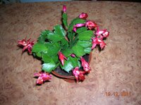 29 Зигокактус.jpg