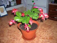 29 Зигокактус 2.jpg