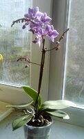 орхидея.jpg