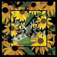 CMH Summer Cat_PM.jpg