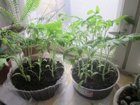 Изображение 31432.jpg