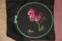 пион 18.06.2014.jpg