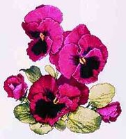 SL059 Ruby pansies.jpg