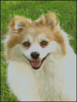 АЛИСА картинка.jpg