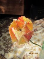 Изображение 2608.jpg