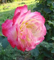 мини Даблдилайт.jpg