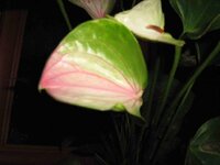 фентази лав.jpg