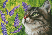 Purple Vetch GARMASHOVA 2606.jpg