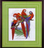 24-P Macaws.jpg
