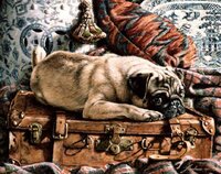 pug on suitcase.JPG