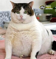 самый толстый кот в мире.jpg