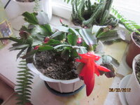 Изображение 32744.jpg