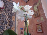 Изображение 33082.jpg