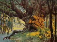 Old man willow - 420_ct18.jpg