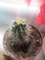 Изображение 31436.jpg