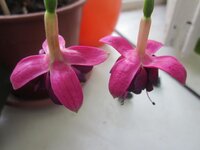 Изображение 1127.jpg