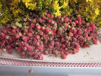 Изображение 1291.jpg