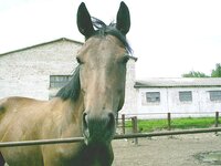 Конзавод Лошадь.jpg