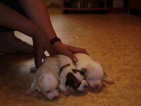 Изображение 630 [Разрешение рабочего стола].jpg