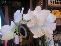 Изображение 33084.jpg