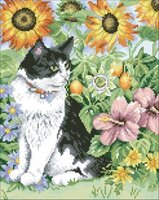 Black and White Cat.jpg