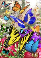 tropical butterfly.JPG