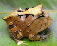 рогатая жаба.png