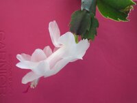 Изображение 1980.jpg