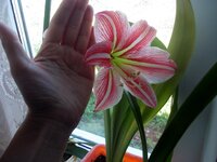 Изображение 287899.jpg