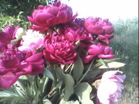 фото и картинки из телефона ззлдхлх 051.jpg