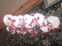 Изображение 33236.jpg