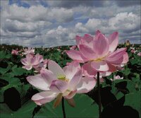 лотосы 300х250 80 цветов.jpg