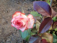 форум розы 10.jpg