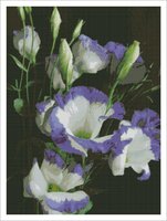 1Леврон Цвете-25(от производителя).jpg