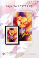 IL-016 Single Cream & Red Tulip.jpg