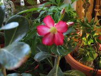 адениум цветёт.jpg