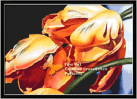 BOC-005_Dancing Red_tulips.gif