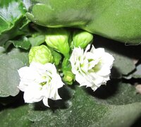 Изображение 3148.jpg