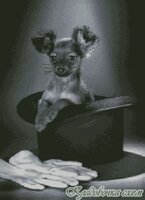 Фокус-покус от Ющук (РМ).jpg