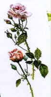 Fujico Pink Rose.jpg