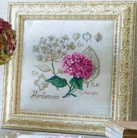 DFEA 69 Fleurs d'hortensia.jpg