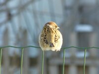 16.12.2012. Елецкая (11).jpg